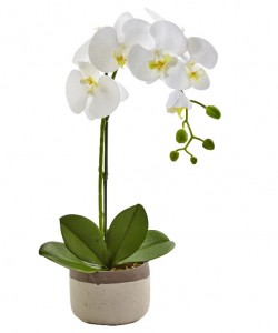 One Phalaenopsis Orchid