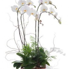 Four Stem White Phalaenopsis Orchid