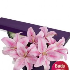 4 Oriental Lilies Presentation Box